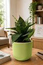 Snake Plant (Sansevieria)